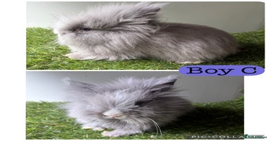Lionhead rabbits - Advert 2