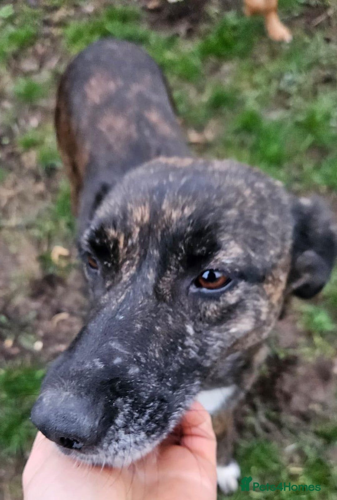 Mixed Breed dogs for adoption: LOLA – Gentle Soul, Bright Eyes & Pure Devotion🤍 - Advert 4