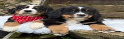 Bernese Mountain Dog dogs for sale: KC Beautiful Bernese  - Advert 17