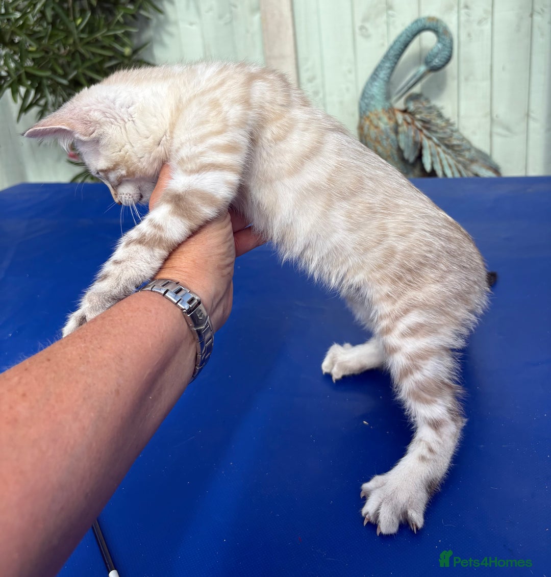 Savannah cats for sale: Superb snow leopard boys - Image 8