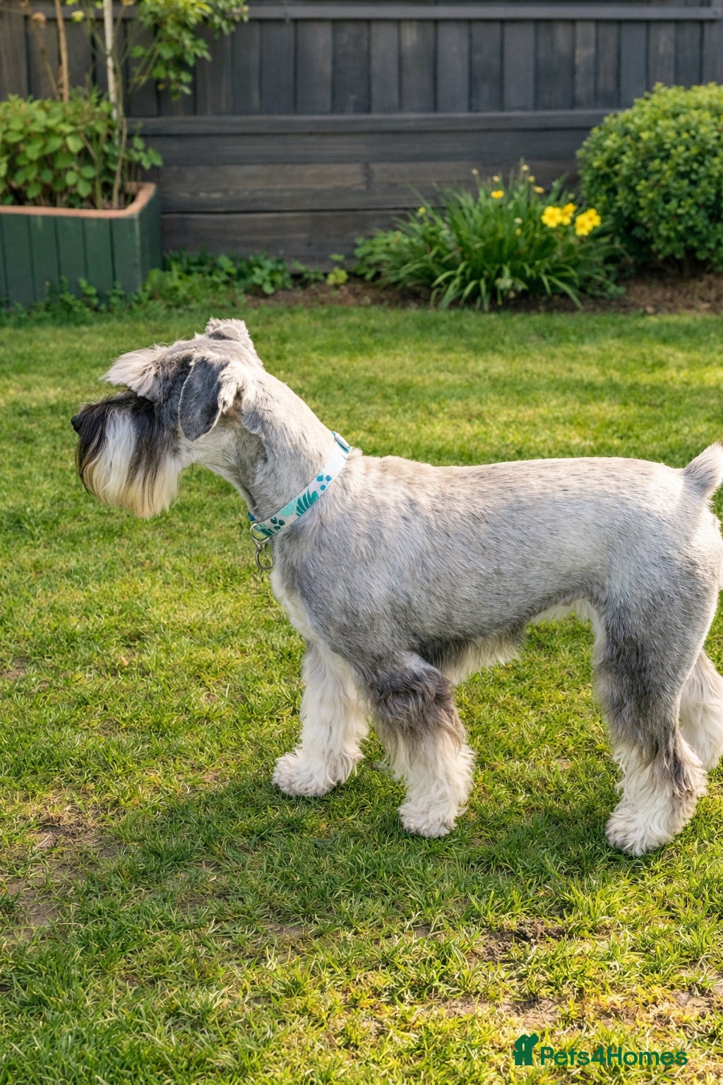 Schnauzer dogs Standard Schnauzer litter... Due end of May - Advert 4