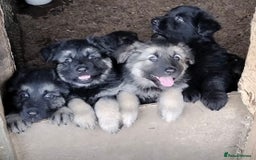 German Shepherd dogs for sale: Fabulous chunky German shepherd puppies - Image 8