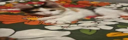 Maine Coon cats for sale: Maine Coon - Advert 10