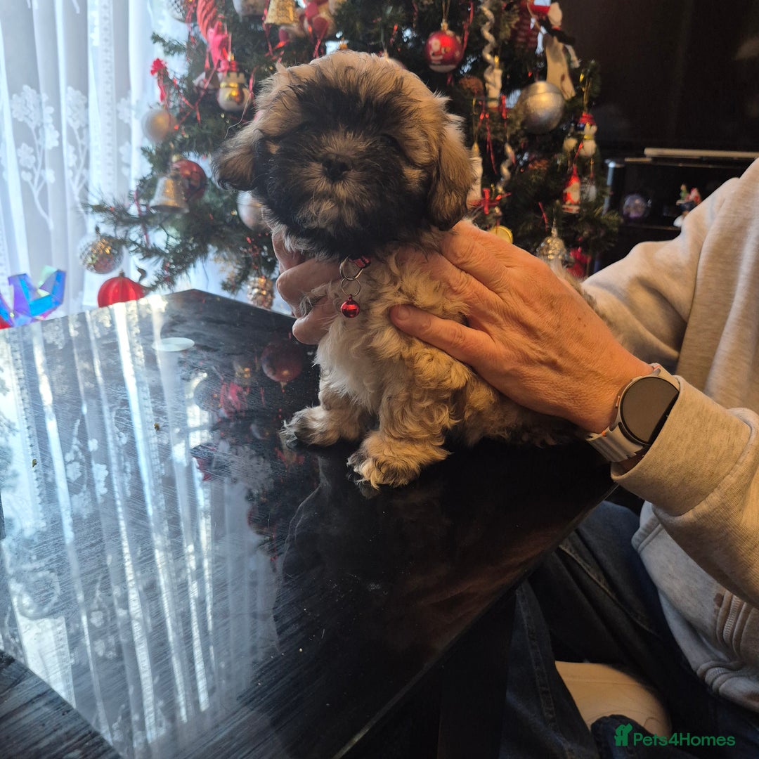 Mixed Breed dogs for sale: Lhasa shon× Shitzu - Advert 3