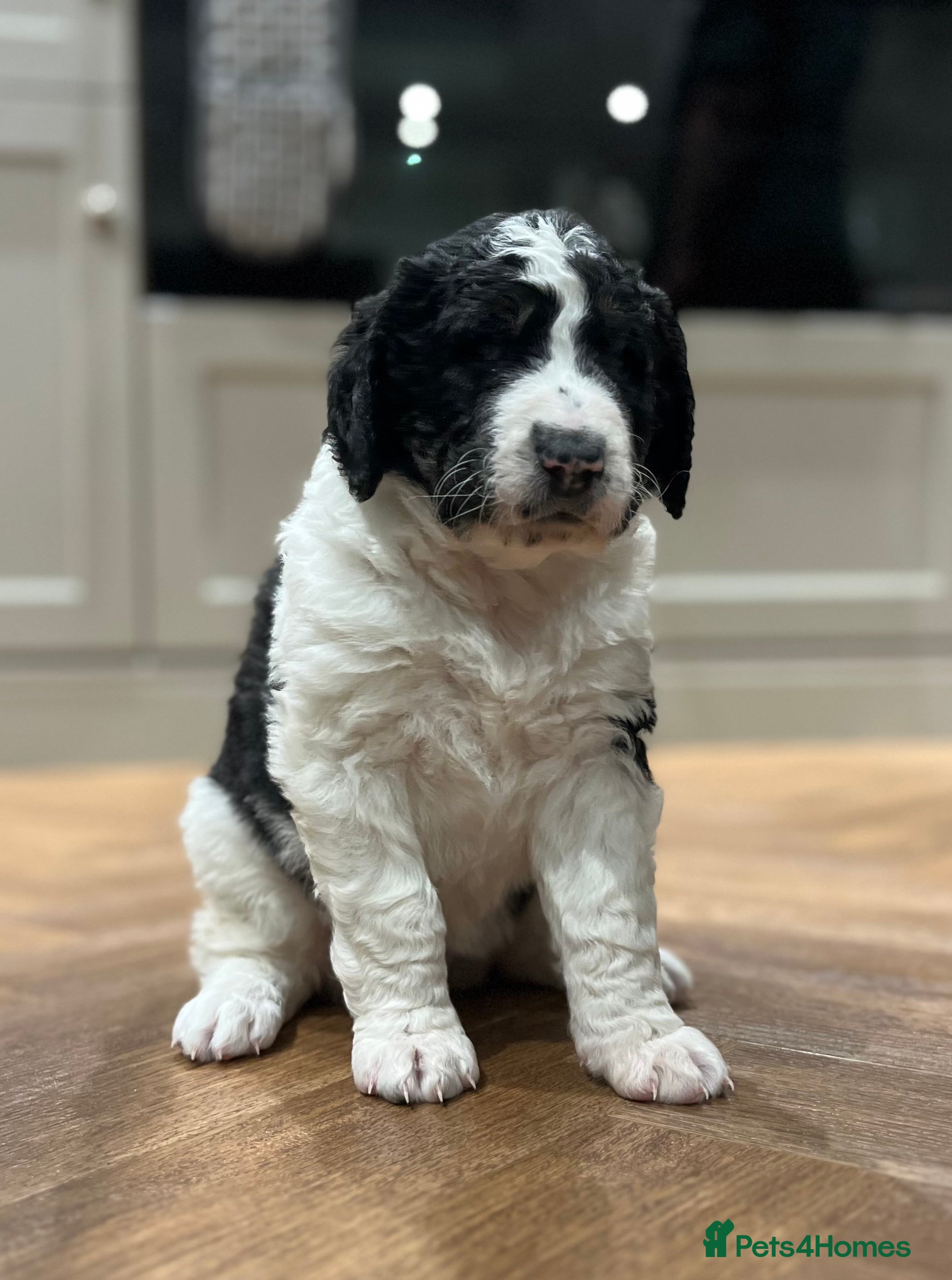 Bernedoodle dogs Beautiful F2 Bernedoodle Pups **Last One** - Advert 1