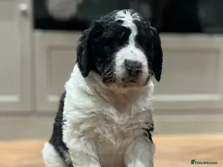 Bernedoodle dogs Beautiful F2 Bernedoodle Pups **Last One** - Advert 1