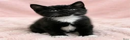 European cats for sale: Kittens  - Advert 8