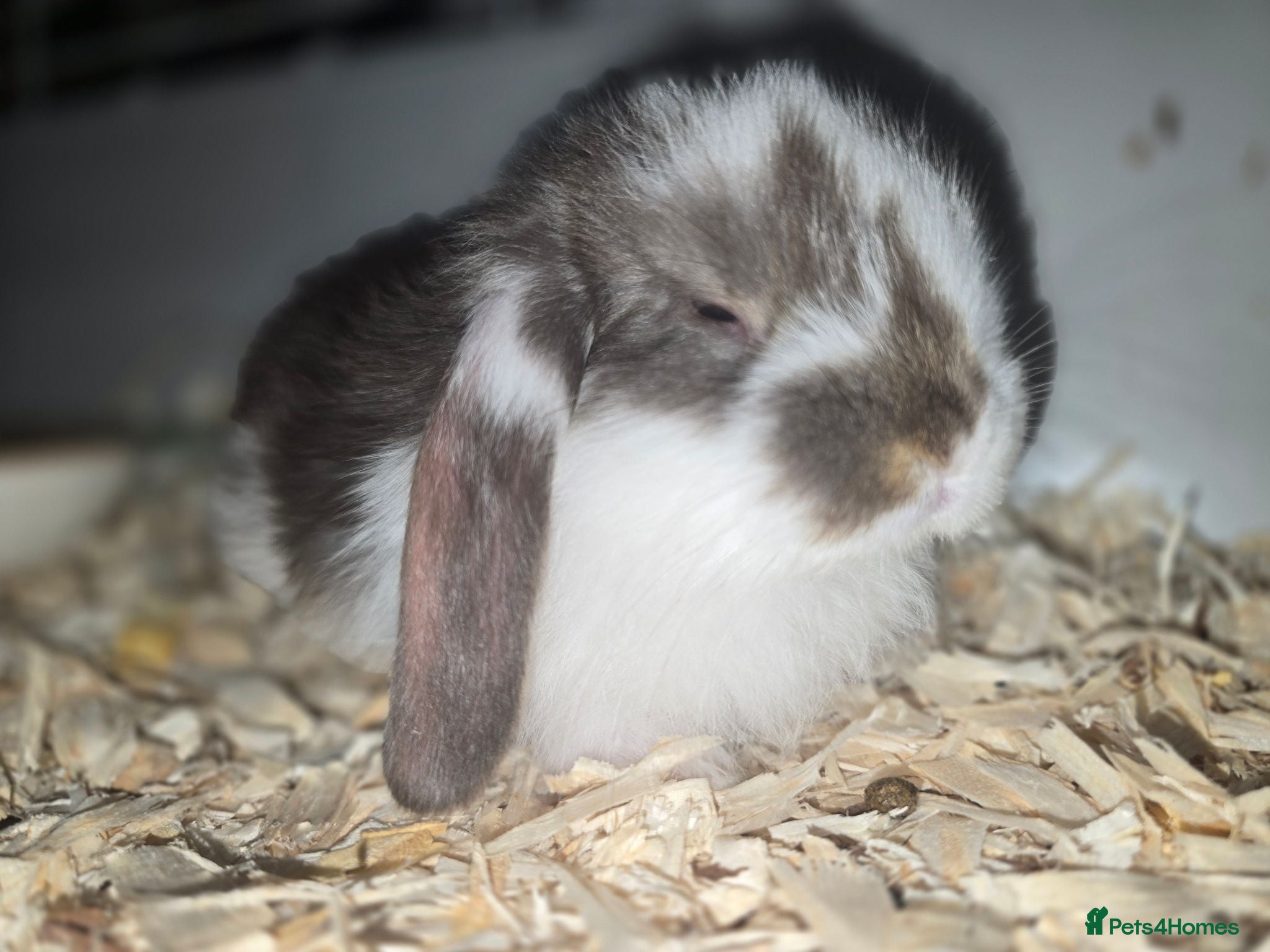 French Lop rabbits French Lop Bunnies  - Advert 5