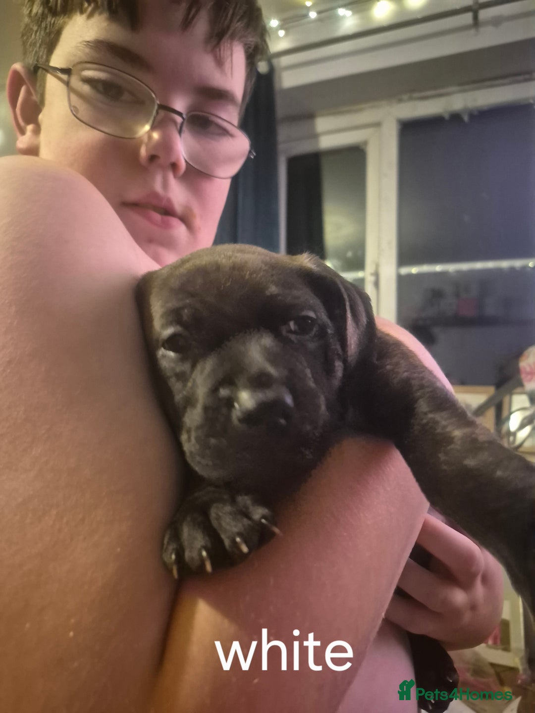 Mixed Breed dogs for sale: Staffy/border Collie/weimaraner mixed puppies - Advert 5