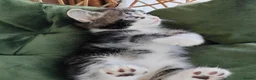 Mixed Breed cats for sale: Marble Bengal cross  - Advert 12