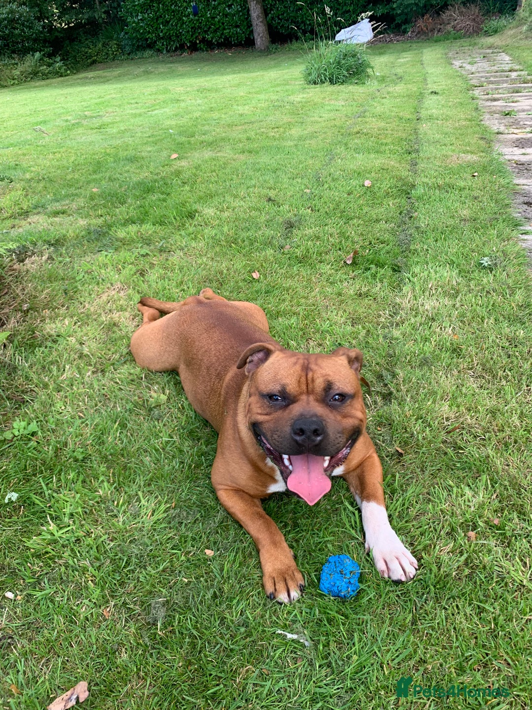 Staffordshire Bull Terrier dogs for sale: Stunning Red Staffy puppies KC top bloodlines - Image 35