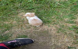 Mini Lop rabbits for sale: Beautiful mini lop bunnies 🐇🐰 - Image 6