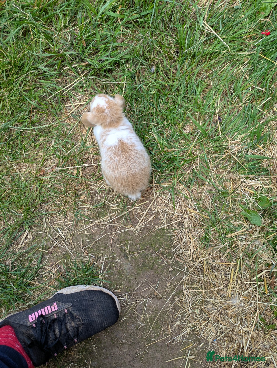 Mini Lop rabbits for sale: Beautiful mini lop bunnies 🐇🐰 - Image 6