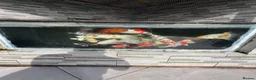 Koi Carp fish for sale: Koi carp  in Beckenham - Advert 2