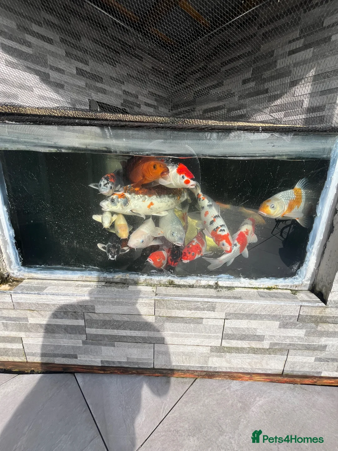 Koi Carp fish for sale: Koi carp  in Beckenham - Advert 2