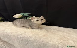 British Shorthair cats for sale: Silver Spotted Full Pedigree Registered BSH - Image 22