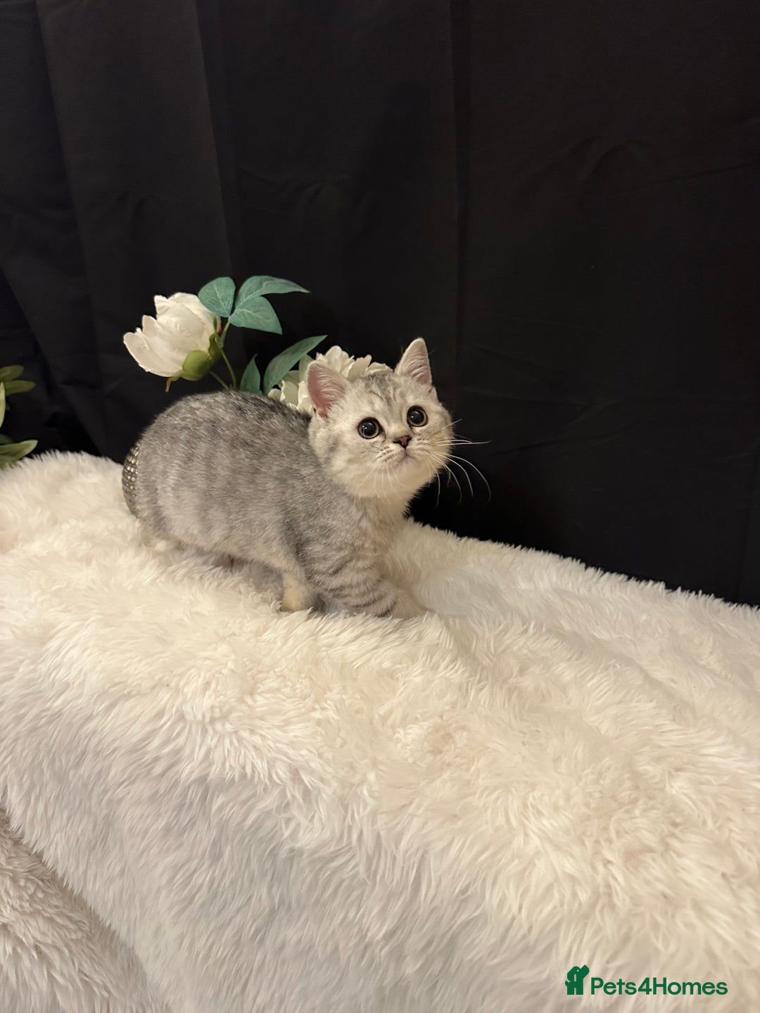 British Shorthair cats for sale: Silver Spotted Full Pedigree Registered BSH - Image 22