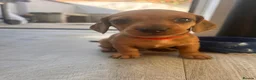 Miniature Dachshund dogs for sale: Miniature dachshund puppies - Ready Now!   - Advert 14