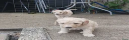 Standard Poodle dogs for sale: Standard poodle puppy's kc reg - Advert 25