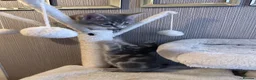 Mixed Breed cats for sale: Kittens  - Advert 2