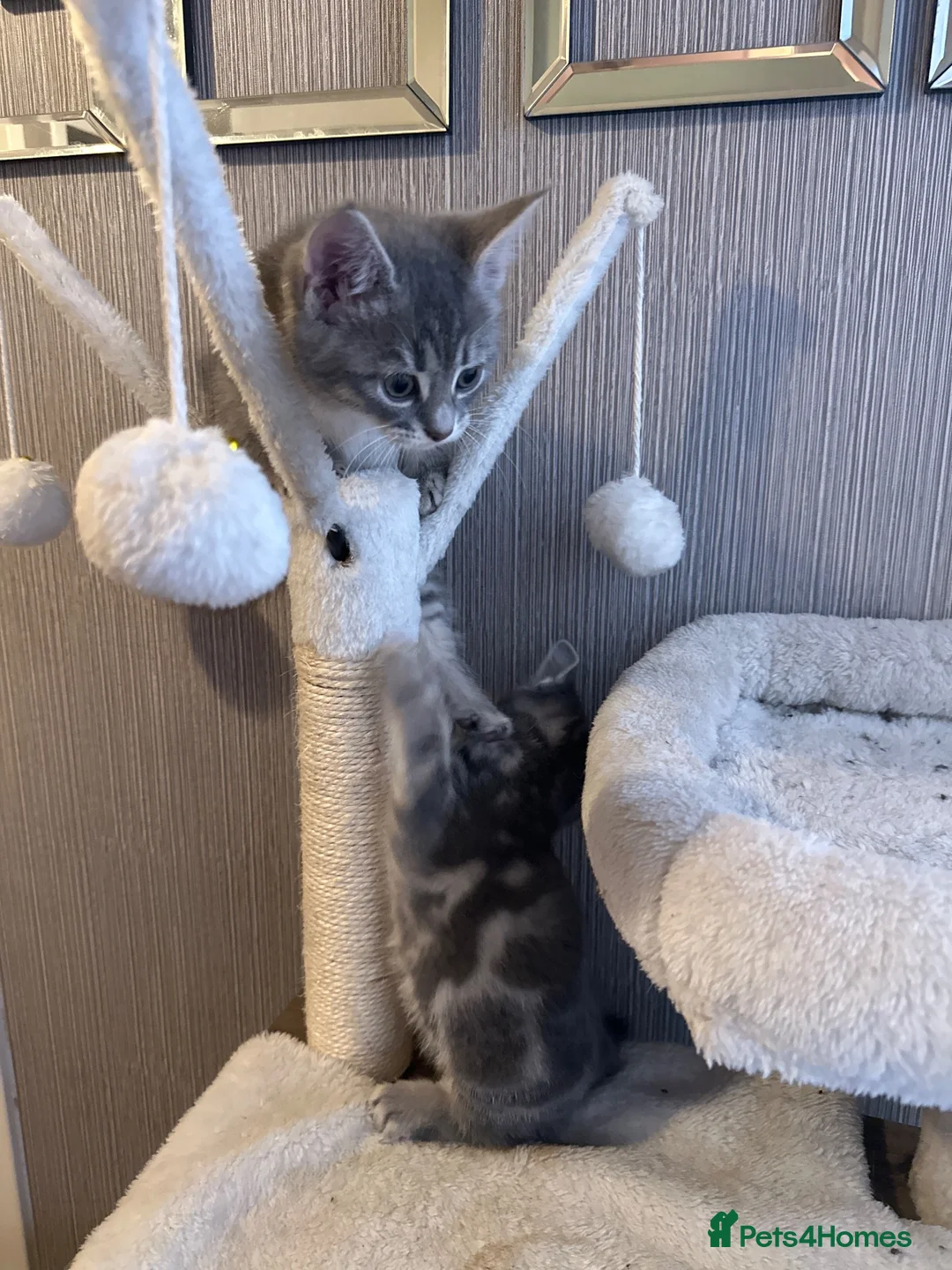 Mixed Breed cats for sale: Kittens  - Advert 2