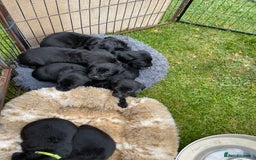 Labrador Retriever dogs for sale: REDUCED Beautiful black KC Labrador pups in Saltburn-by-the-Sea - Image 11