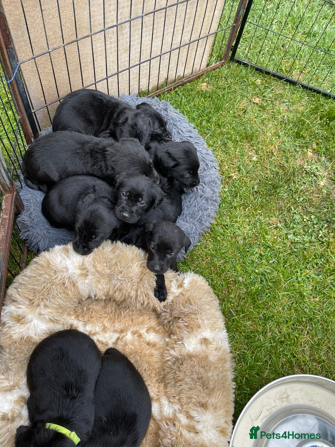 Labrador Retriever dogs for sale: REDUCED Beautiful black KC Labrador pups in Saltburn-by-the-Sea - Image 11