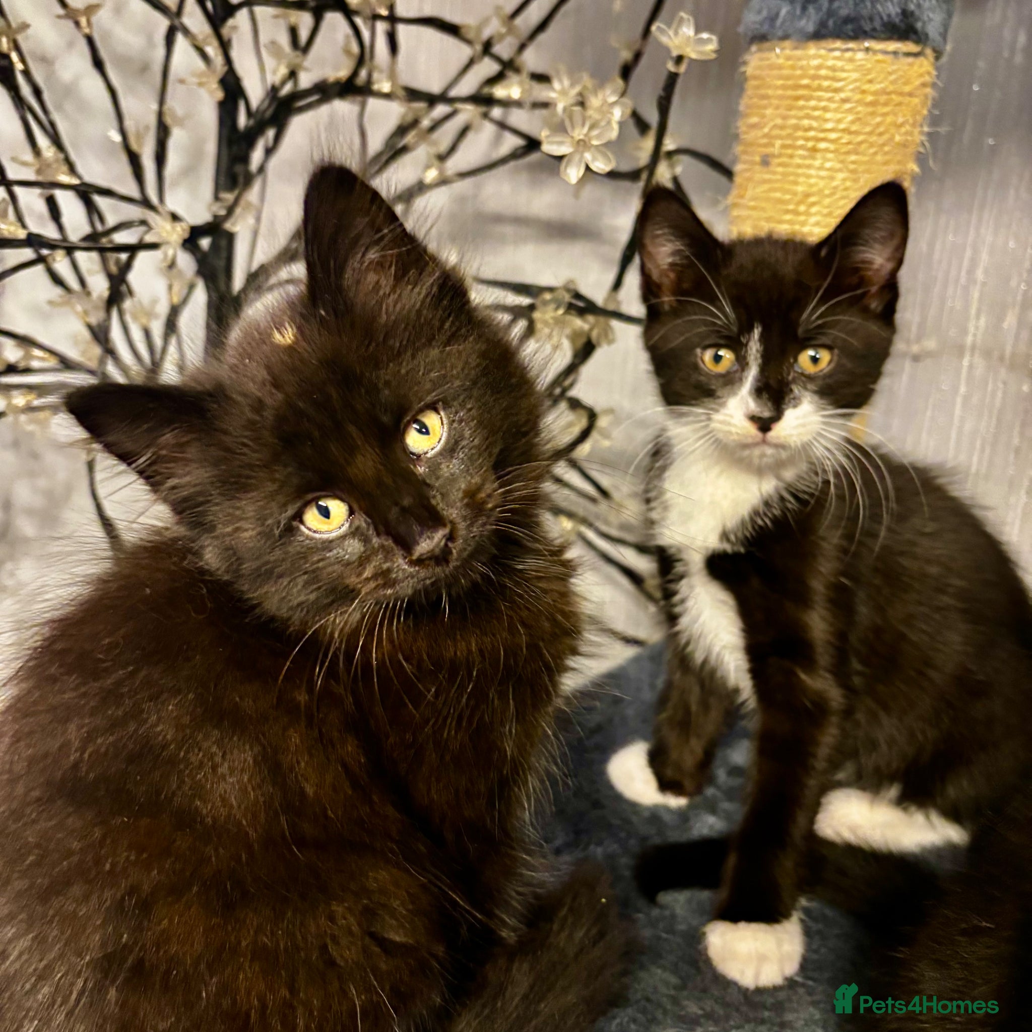 Mixed Breed cats Beautiful Fluffy Kittens Ready For Loving Homes 🐾 - Advert 2