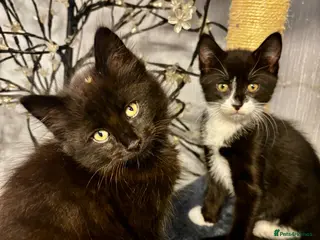 Mixed Breed cats Beautiful Fluffy Kittens Ready For Loving Homes 🐾 - Advert 2