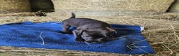 Patterdale Terrier dogs for sale: Patterdale Terriers  - Advert 18