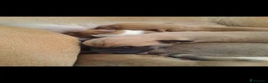 Mixed Breed 5