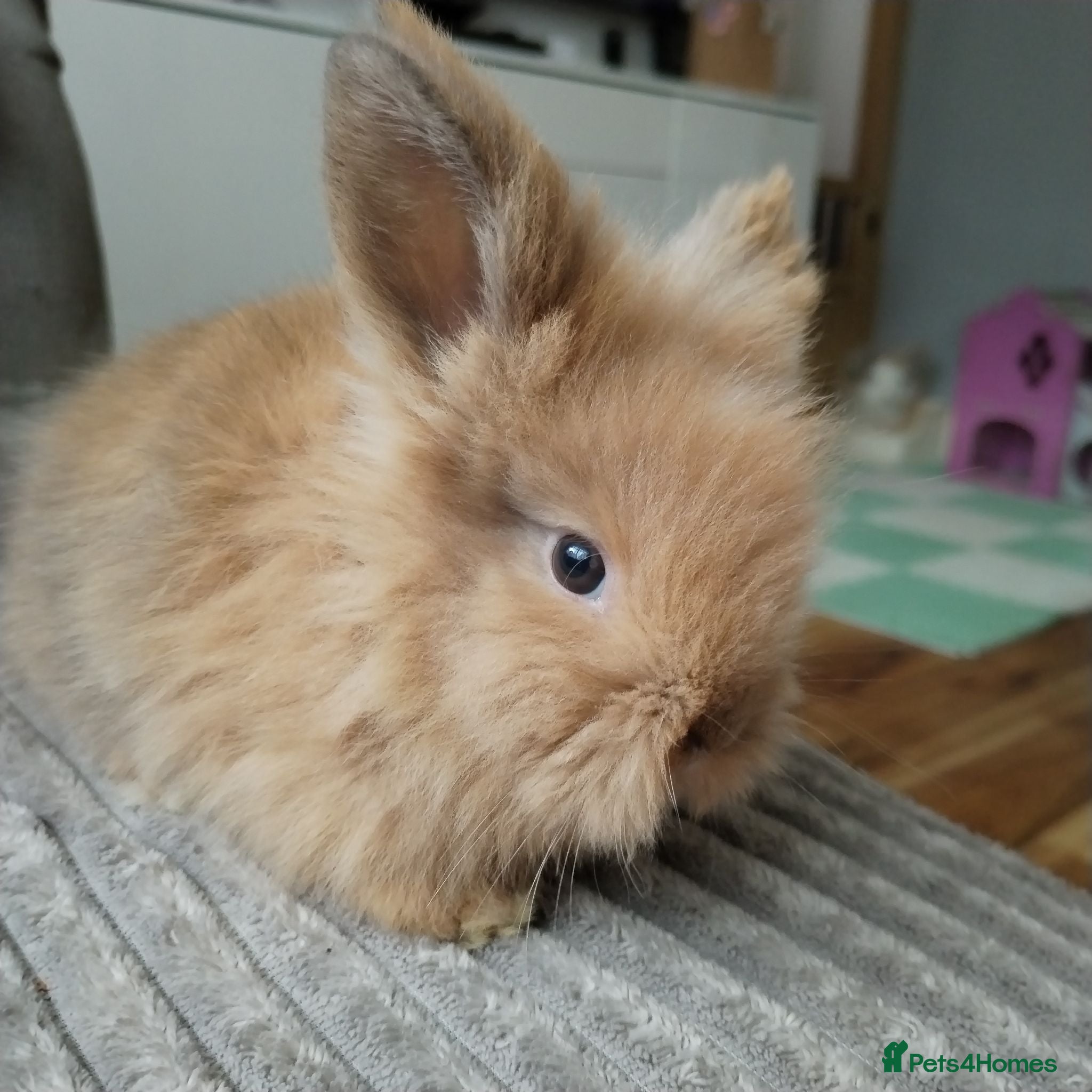 Lionhead rabbits Lionhead double maned - Advert 3