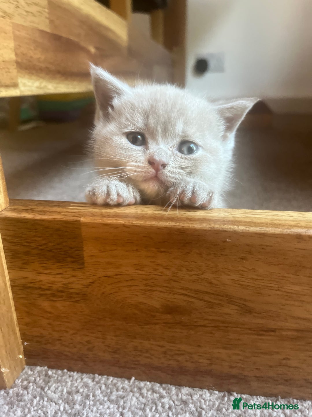 British Shorthair cats for sale: Gorgeous British Shorthair Kittens - Image 12