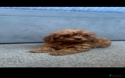 Cavapoo dogs for sale: Stunning health tested f1 Cavapoos ready now  - Image 1