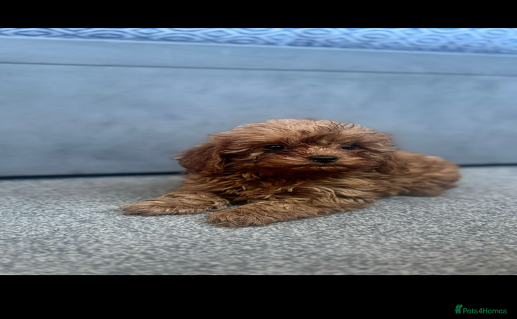 Cavapoo dogs - Advert 3