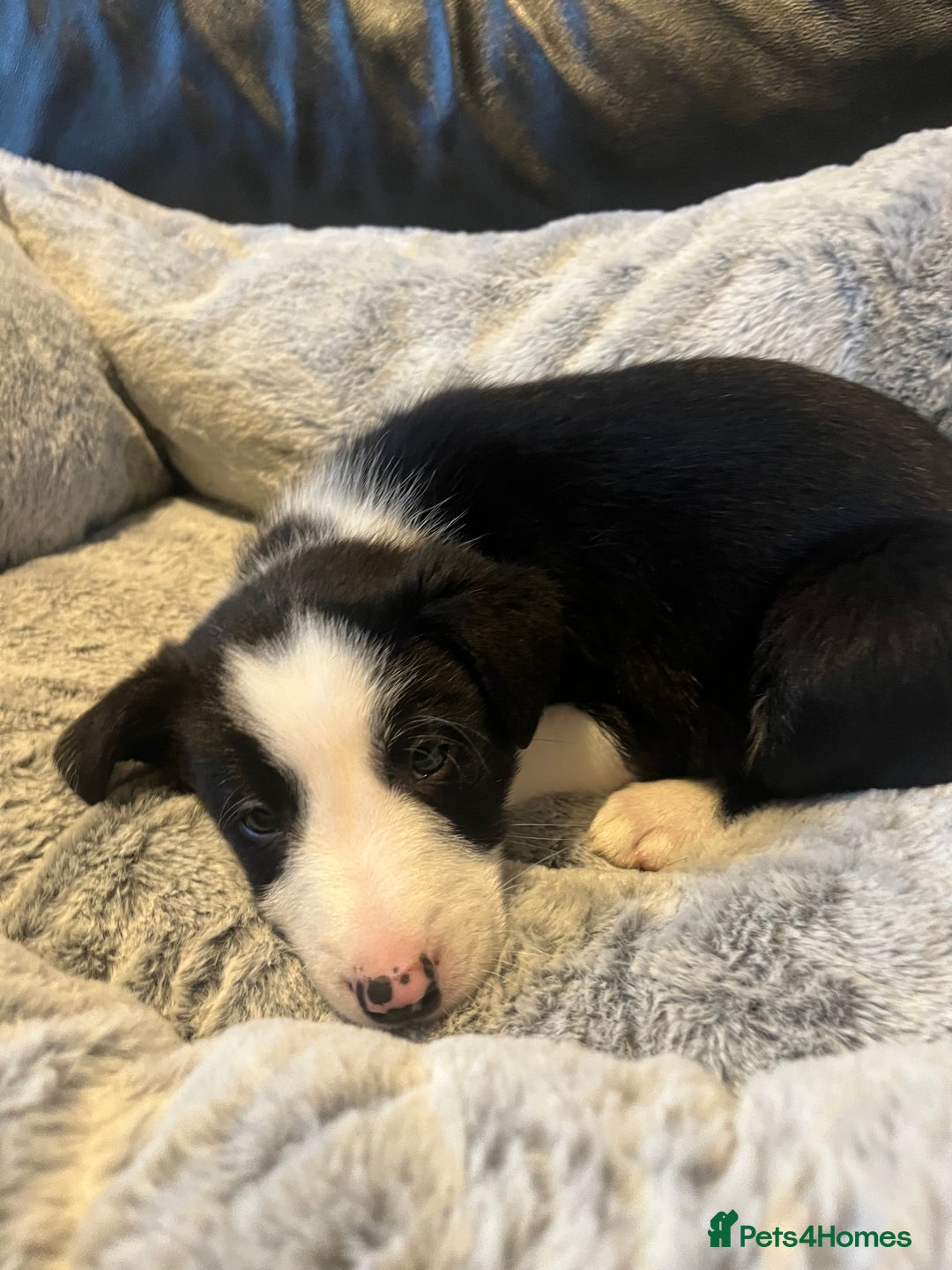 Border Collie dogs for sale: Lovely litter of 6 border collie puppies - Advert 12