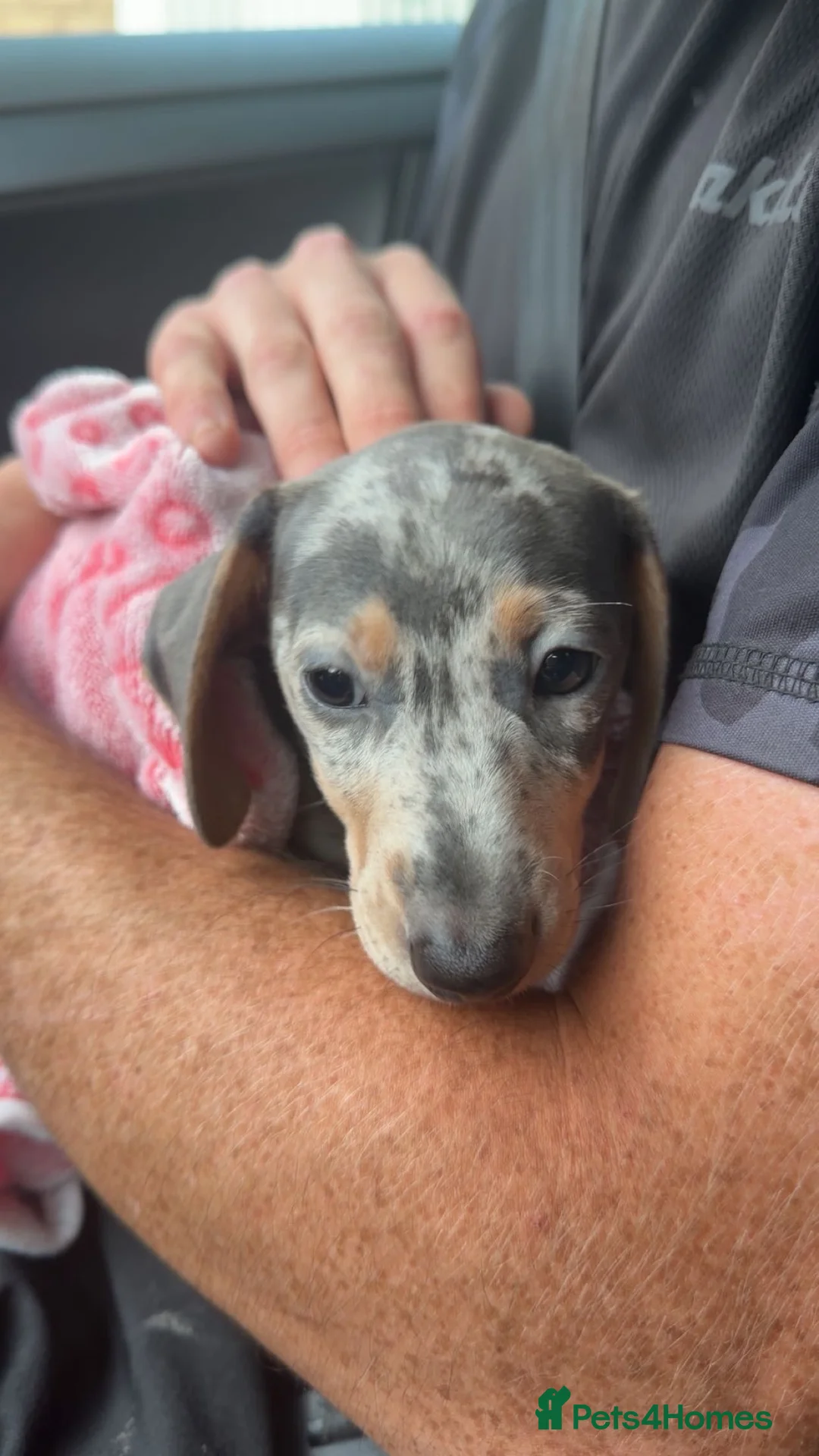 Dachshund dogs for sale: blue dapple - Advert 2