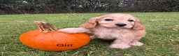 Cavapoo dogs for sale: Cavapoo, Ready Halloween 🎃  - Advert 4