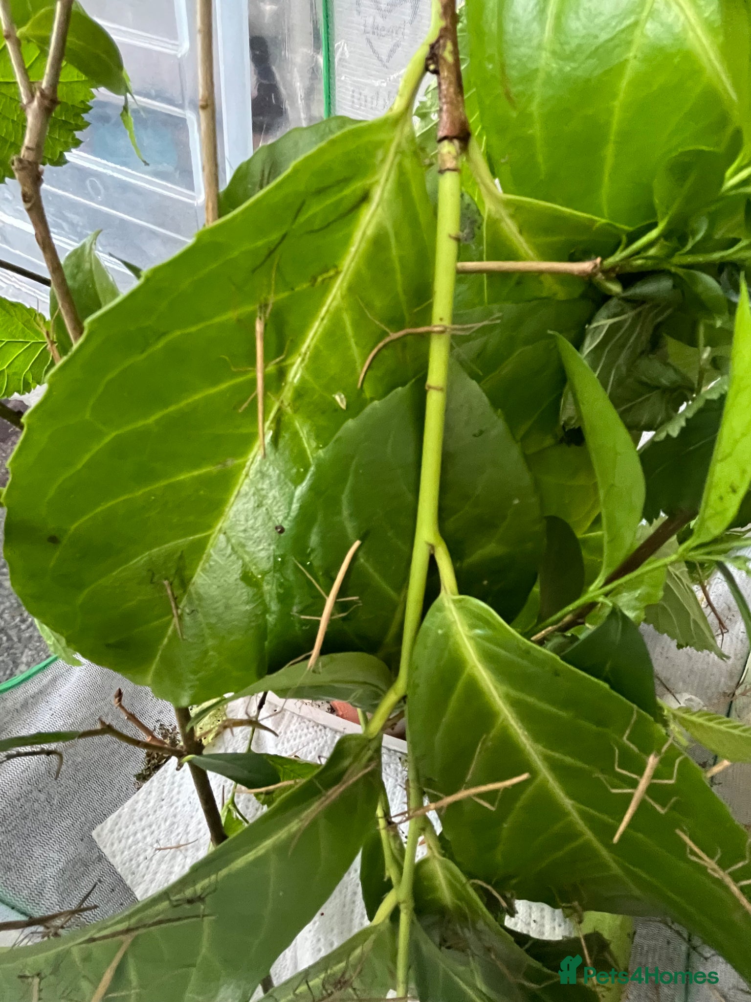 Stick Insects invertebrates Indian stick Insects  - Advert 2