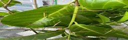 Stick Insects invertebrates for sale: Indian stick Insects  - Advert 2