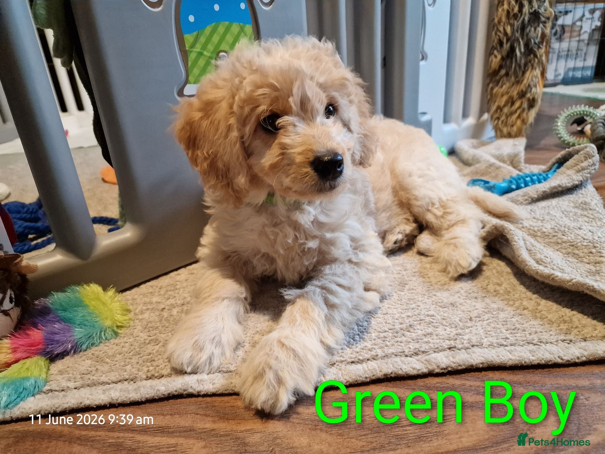 Goldendoodle dogs READY NOW  Mini Goldendoodle Puppies F1B  - Advert 1