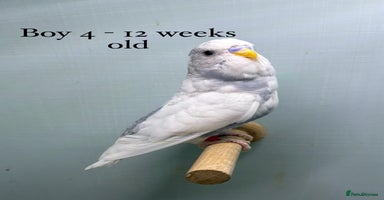 Budgerigars birds - Advert 4