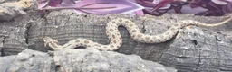 Snake reptiles for sale: Western hognose babies mixed sexes & morphs £160ea - Advert 16
