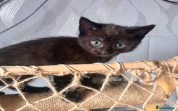 Ragdoll cats for sale: Calico Ragdolls - Image 16