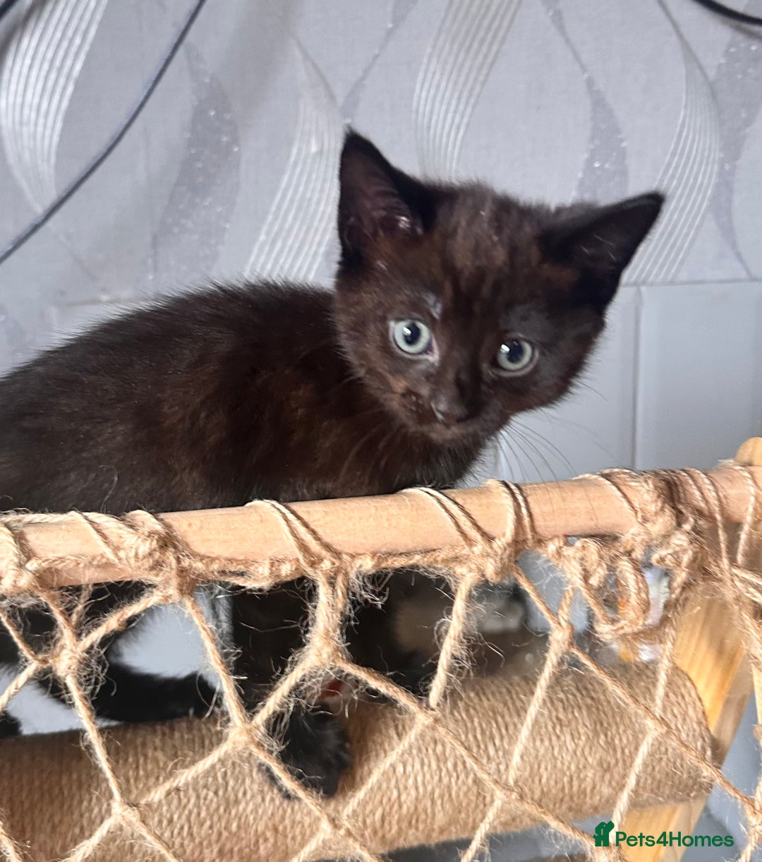 Ragdoll cats for sale: Calico Ragdolls - Image 16