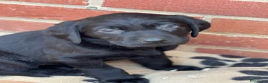 Labrador Retriever Puppy 7