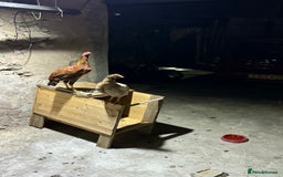 Chickens poultry for sale: Aseel Shamo GameFowl Cockfighting Chickens Pair - Image 2