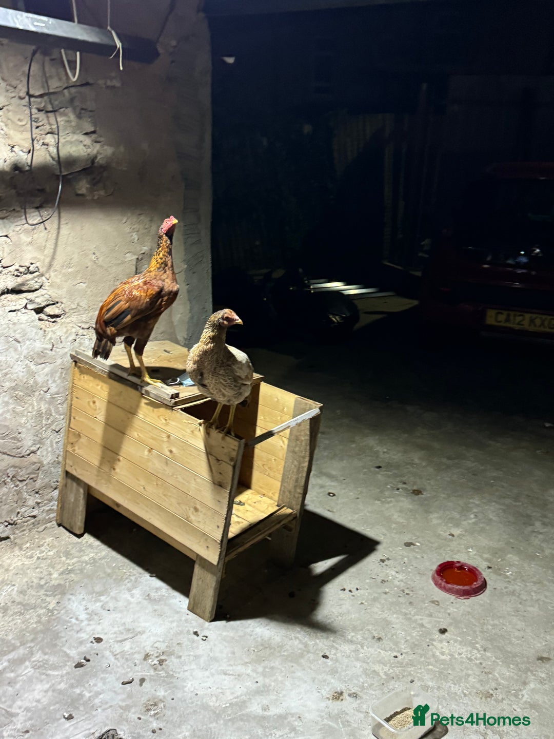 Chickens poultry for sale: Aseel Shamo GameFowl Cockfighting Chickens Pair - Image 2