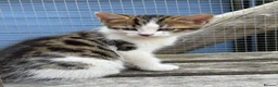 Mixed Breed cats for sale: Beautiful bengal cross kittens in Abbots Langley - Advert 14