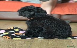 Miniature Poodle dogs for sale: Miniature Poodle Puppies – Ready Now!  - Image 10